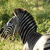 Zebra in het groter krugerpark van Zuid-Afrika van Johnno de Jong