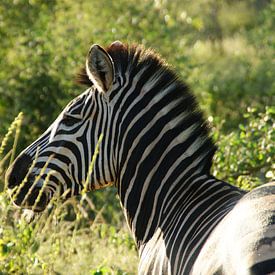 Zebra im größeren Kruger-Park in Südafrika von Johnno de Jong