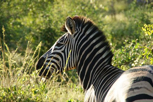 Zebra in het groter krugerpark van Zuid-Afrika van Johnno de Jong