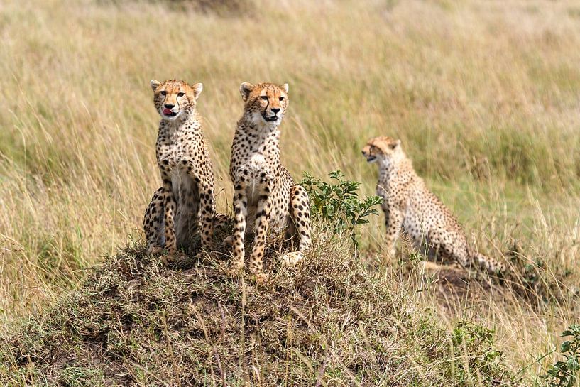 Guépards dans la savane du Masai Mara par Roland Brack
