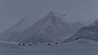 Kudde rendieren in Vatnajökull Nationaal Park van Timon Schneider thumbnail