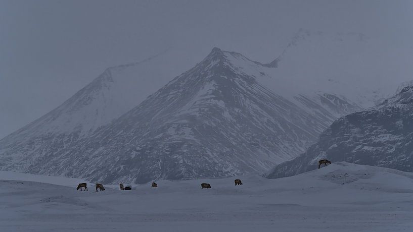 Kudde rendieren in Vatnajökull Nationaal Park van Timon Schneider