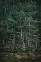 Dennenbomen en mos