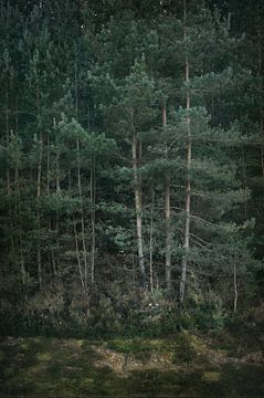 Pine trees and moss