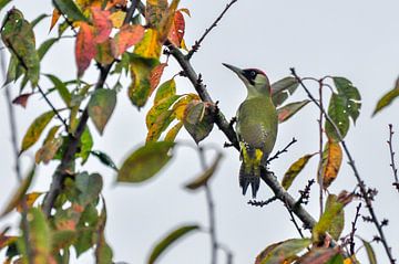 Pic vert / Green Woodpecker sur Henk de Boer