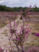 Heidepflanze auf der Heide des Maashorst