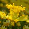 Yellow daffodils by Torsten Krüger