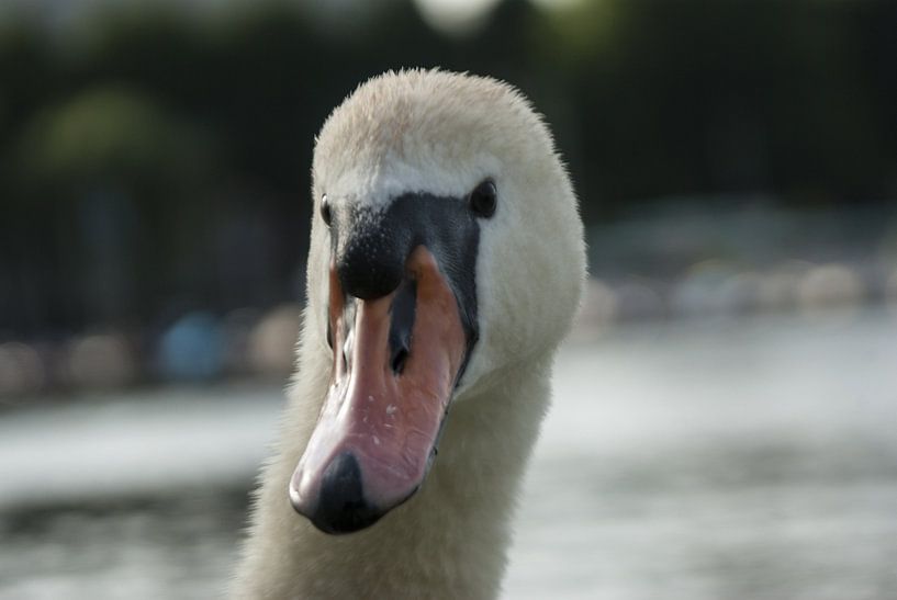 A swan by Norbert Sülzner