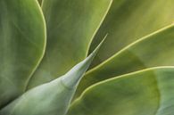 Agave plant close-up van Harrie Muis thumbnail