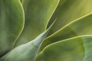 Agave plant close-up