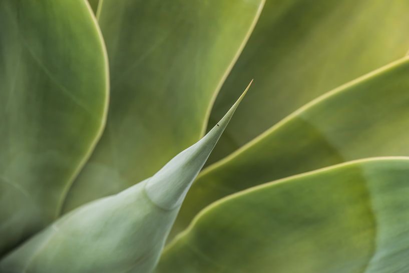Agave plant close-up van Harrie Muis