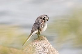 Washing bird by the water | birdphotography print Sweden by Dylan gaat naar buiten
