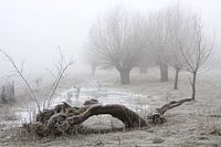 pollarded willows in frost and fog