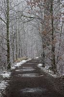 a winter path