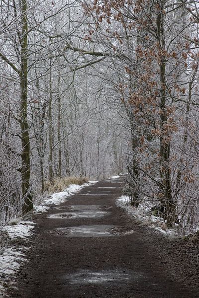 a winter path van Koen Ceusters