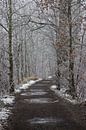 a winter path van Koen Ceusters thumbnail