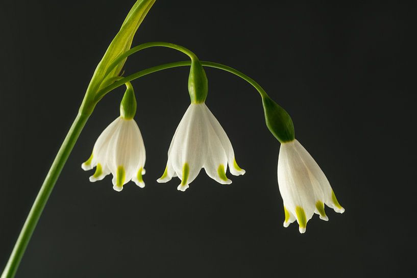 Sneeuklokjes by Arnold van Rooij