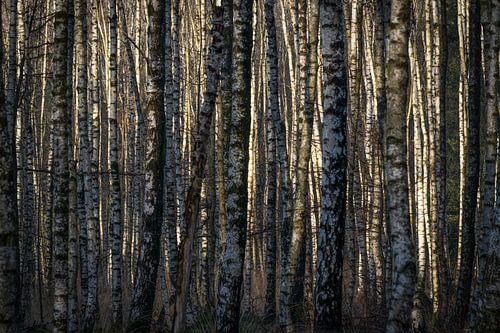 Nahaufnahme Birkenwald. von Albert Beukhof