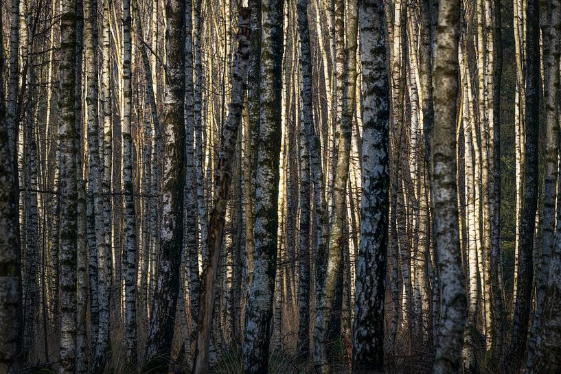 Gros plan sur une forêt de bouleaux. par Albert Beukhof