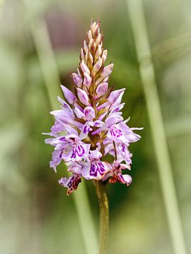 Wilde Orchidee van Rob Boon
