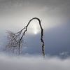 The winter tree by Sven Broeckx