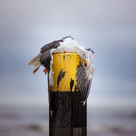 Vanmorgen vloog ze nog van Arjan Boer