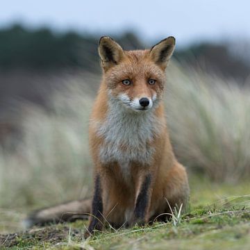 brave fox... Red Fox *Vulpes vulpes* sur wunderbare Erde