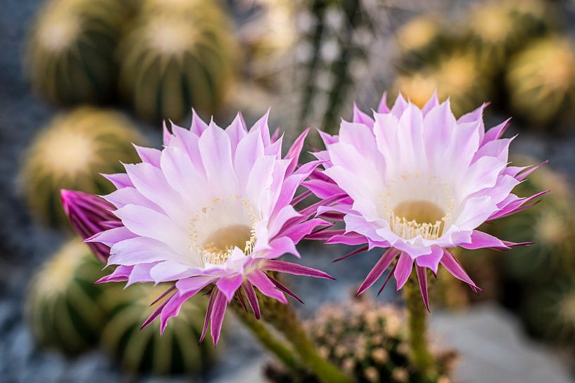 Bloem van de cactus van Dieter Walther