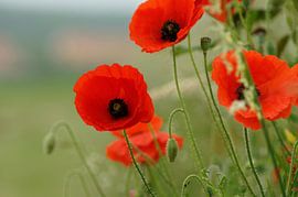 Poppy