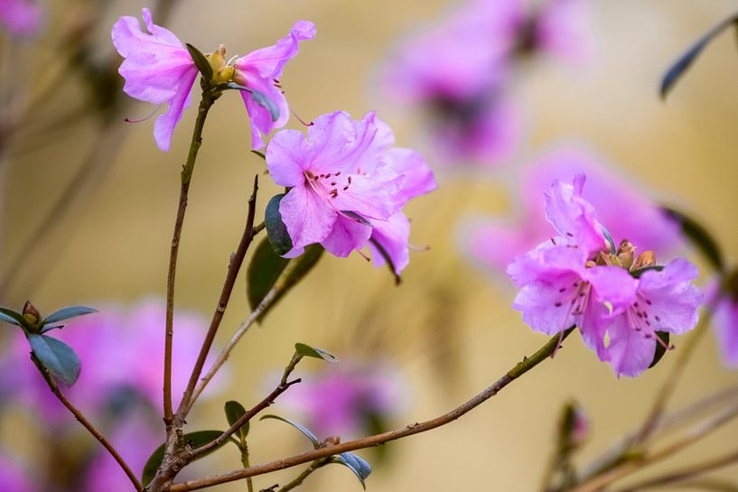 Roze bloesem van Kim de Been
