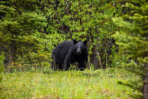 Black bear in forest