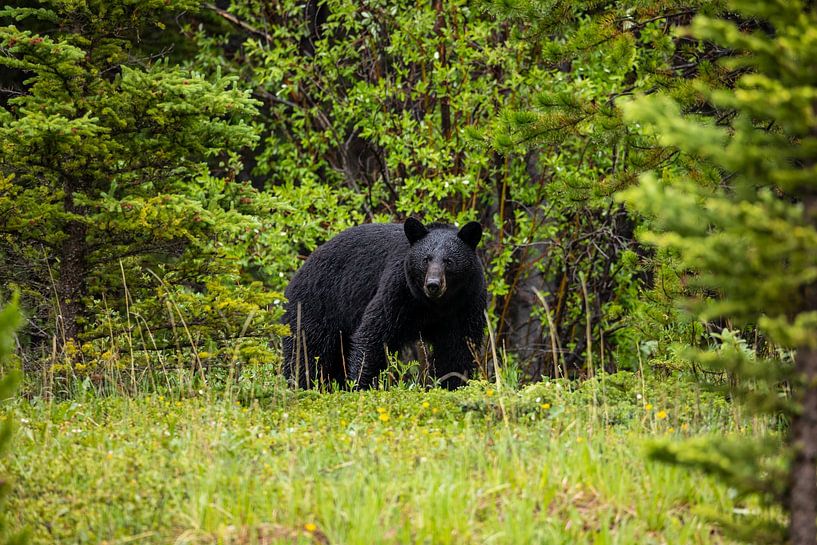 Ours noir dans la forêt par Roland Brack