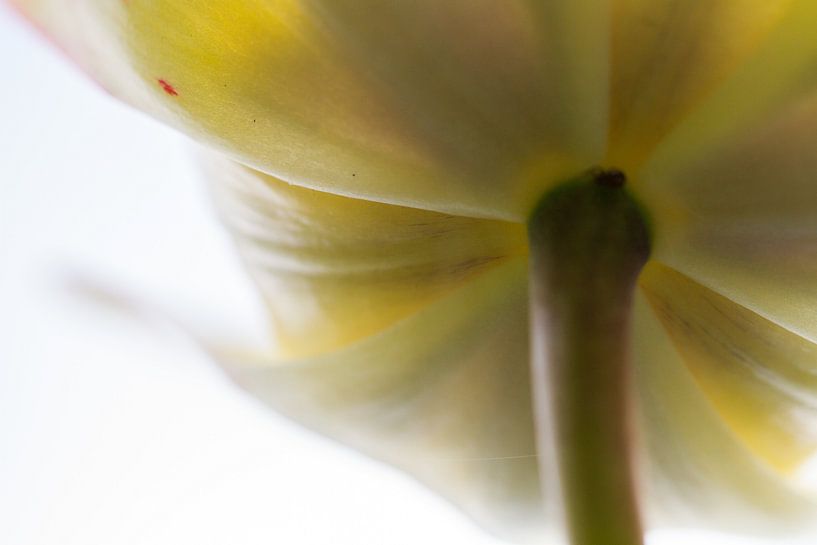 Tulip by Siska Heus