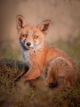 Fox cub in the evening sun by Maurice Bachman