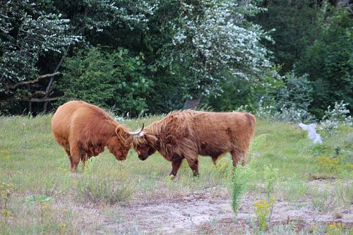 Don't challenge me...