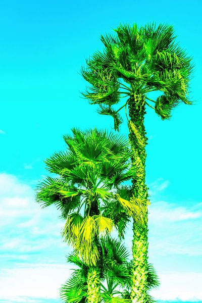 Fan palms by Dieter Walther