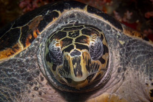 Hawksbill turtle @ Komodo, Indonesia