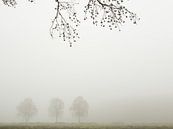 Drie bomen in de mist in het Twentse landschap van Art Wittingen thumbnail