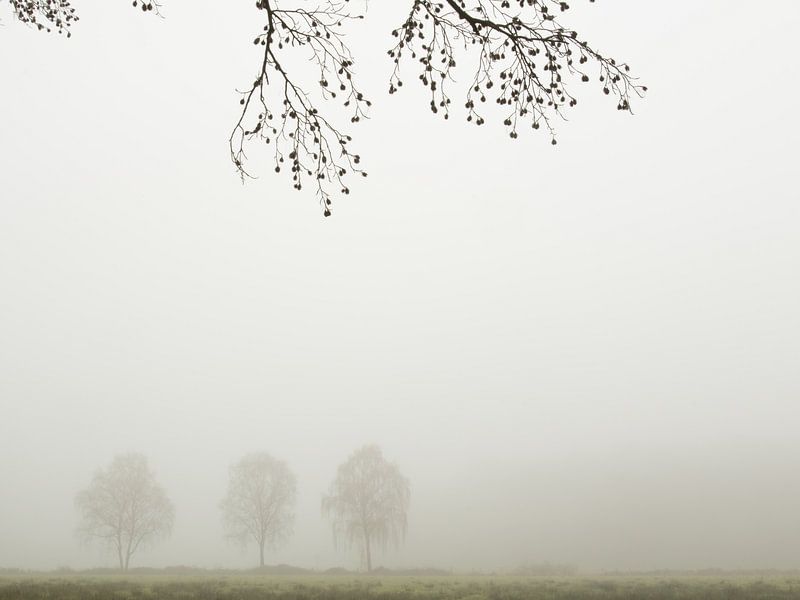 Drie bomen in de mist in het Twentse landschap van Art Wittingen