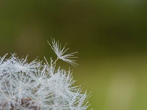 Druppels op paardenbloempluis van Diane van Veen