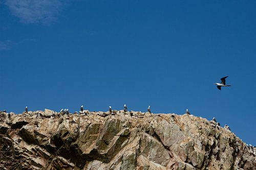 Humbolt gents on rock