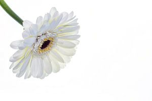 Gerbera mit weißem Hintergrund von Carola Schellekens