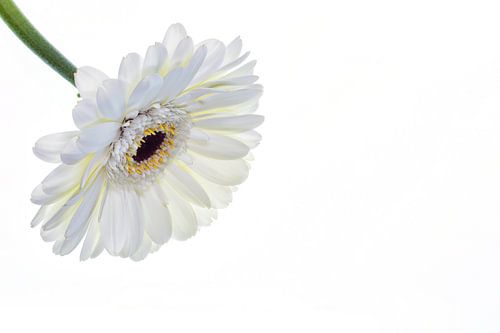 Gerbera met een witte achtergrond