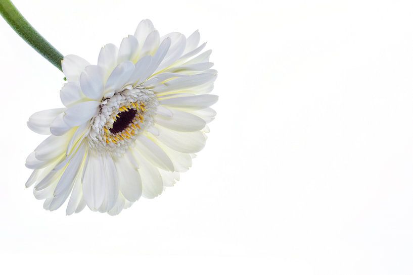 Gerbera met een witte achtergrond van Carola Schellekens