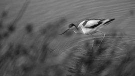 Kleinkind auf Nahrungssuche. von Theo Radings