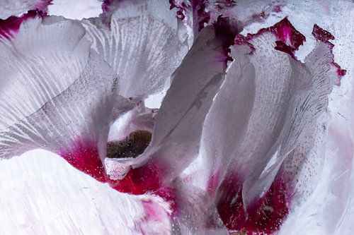 cyclamen dans la glace 1