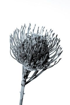 Nadelkissen / Leucospermum von Foto Studio Labie