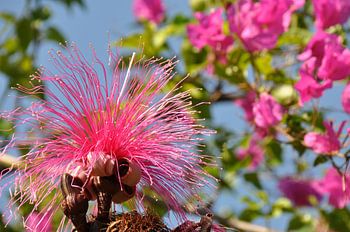 Shaving bush tree
