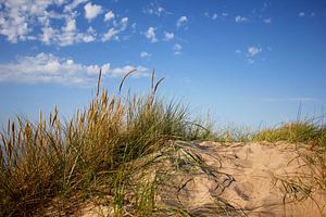 Zomerse duinen