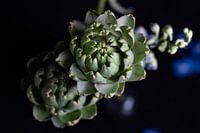 Globe artichoke flower